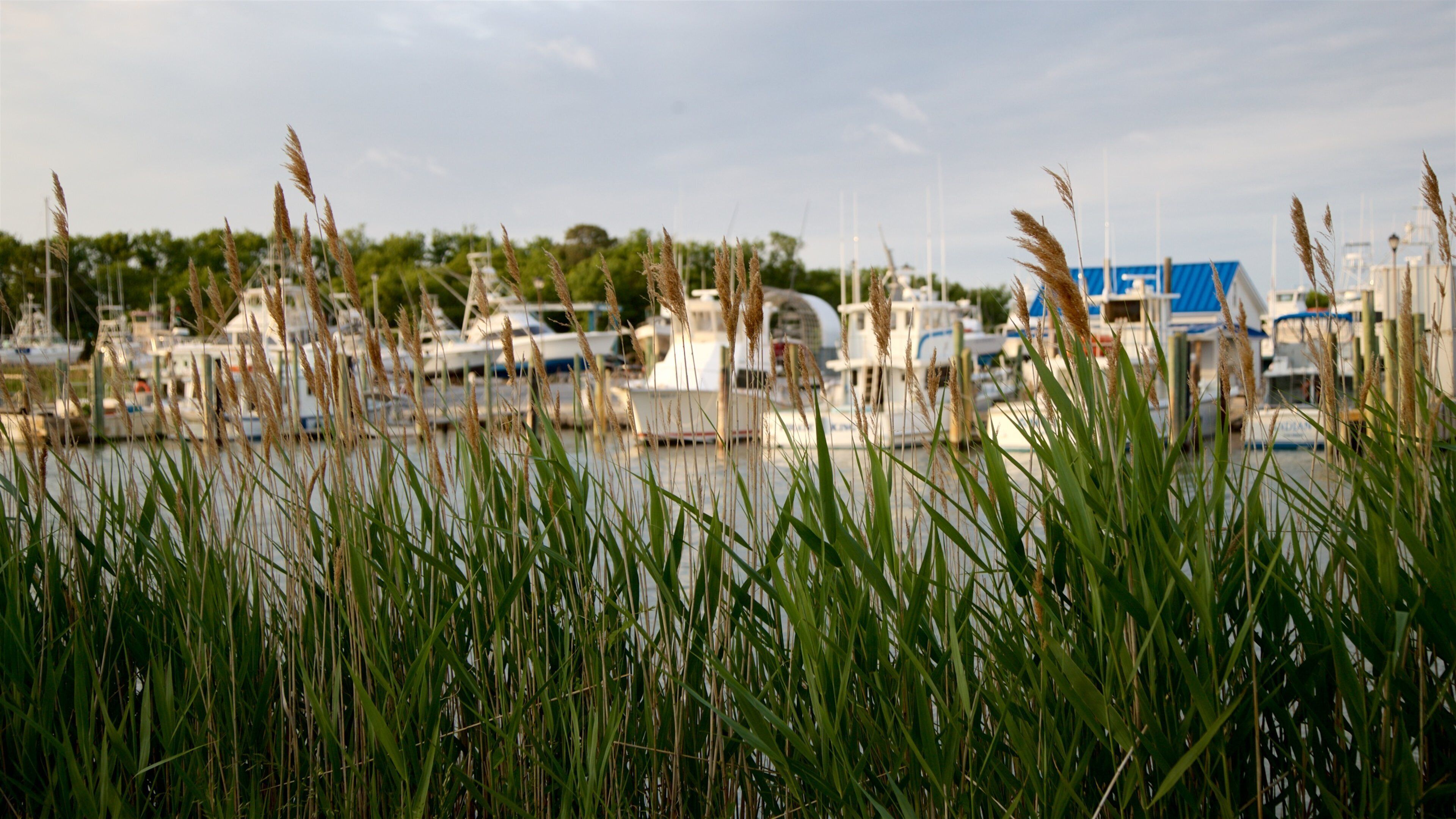 Lewes som omfatter en solnedgang, vilde blomster og en bugt eller havn