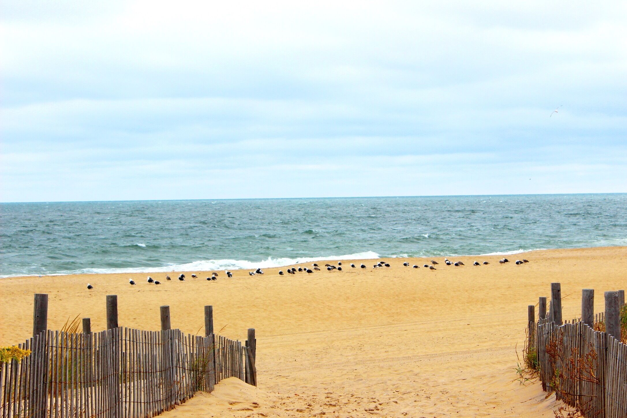 Empty beach except for these lovelys. September on the shore is magnificent.
