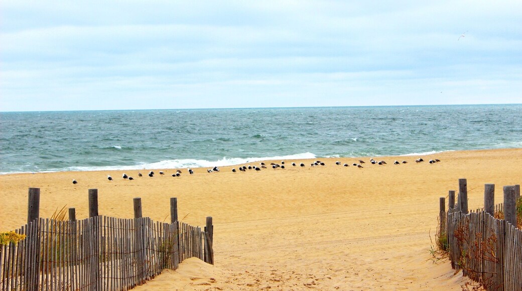 Empty beach except for these lovelys. September on the shore is magnificent.