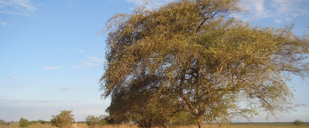 #Troveon. Baluran National Park is located in East Java, Indonesia. 
It's off the beaten track, has very few visitors and is a little taste of Africa, in Asia. No 'Big Five' animals present though!
http://endless-explorer.com/a-taste-of-africa-in-indonesia-baluran-national-parkjava/