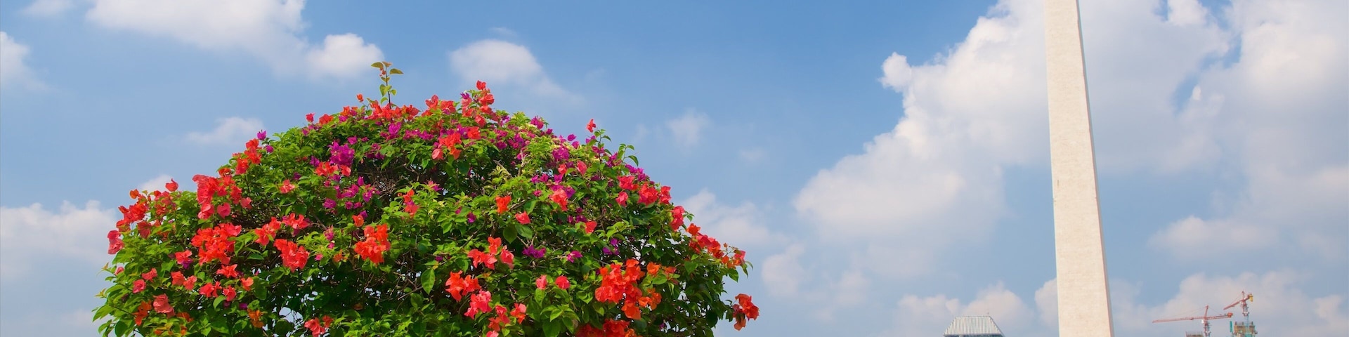 Central Jakarta featuring a monument and flowers