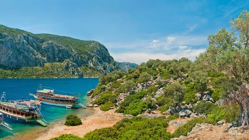 tourist boats at an island with old olive tree
