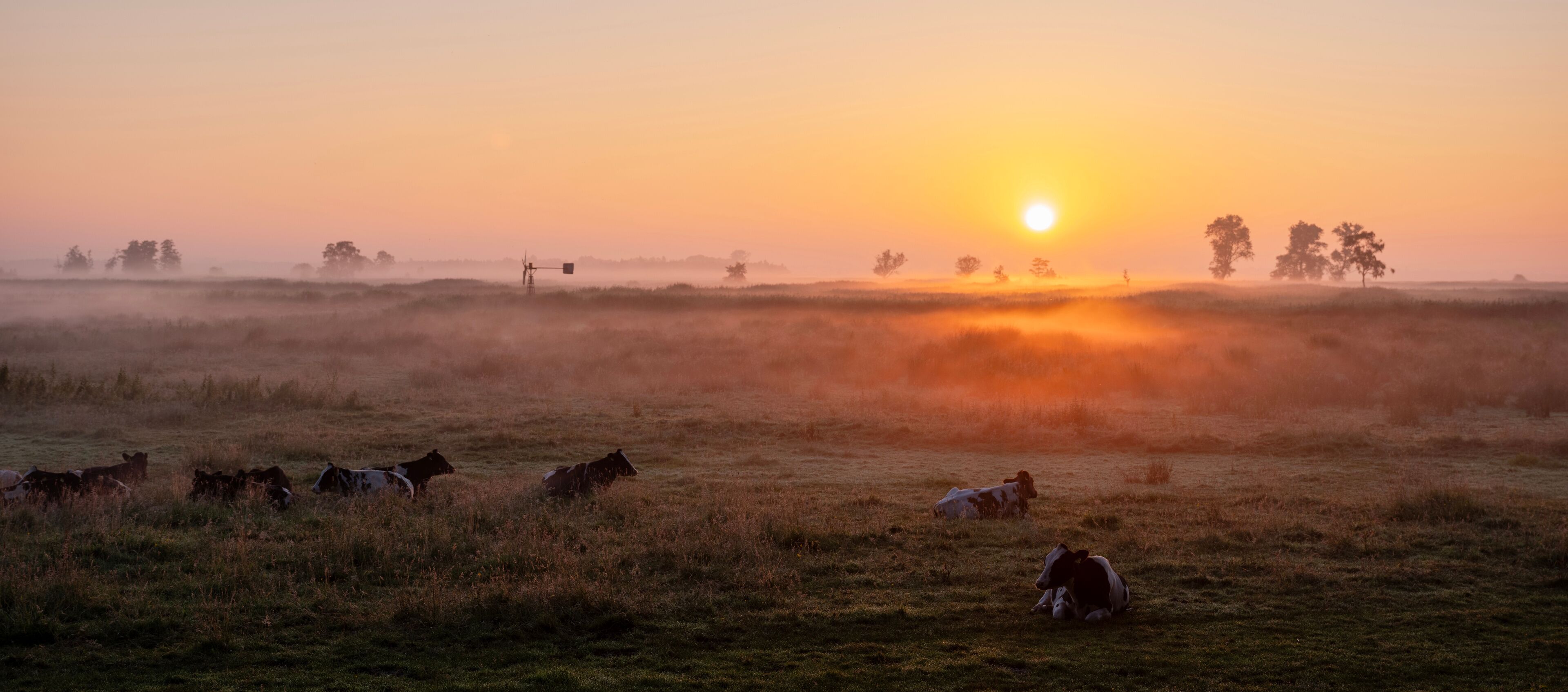 A sunset over a grassy field with cows grazing.