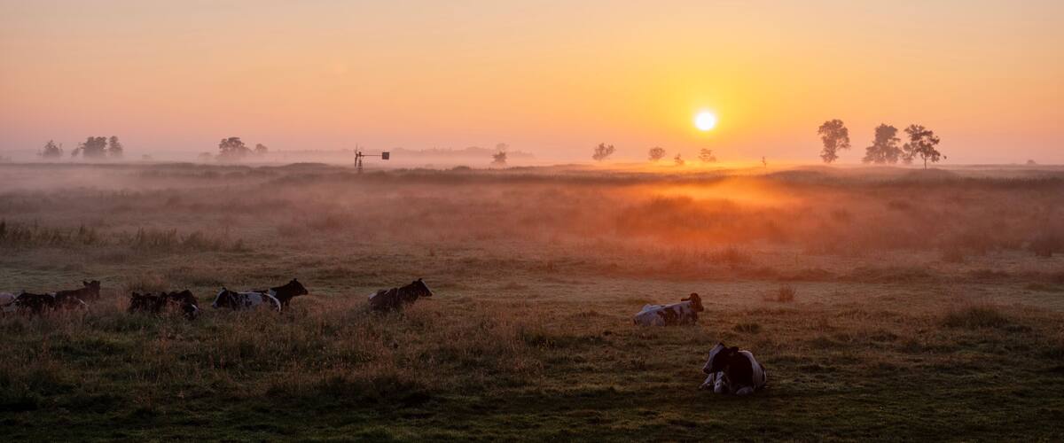 A sunset over a grassy field with cows grazing.