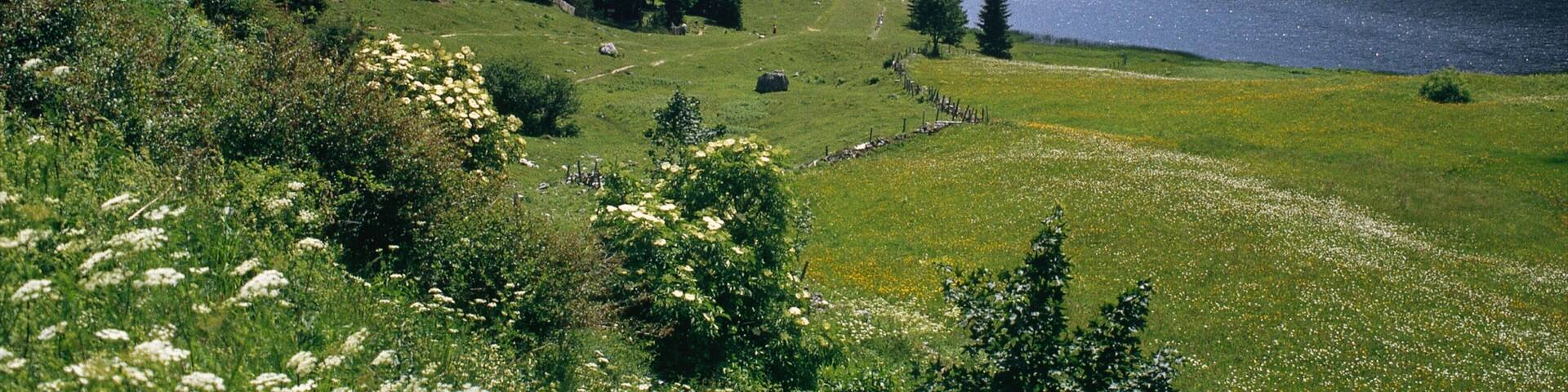 ゴリング アン デア ザルツァッハ フィーチャー 河あるいは小川 と 森林