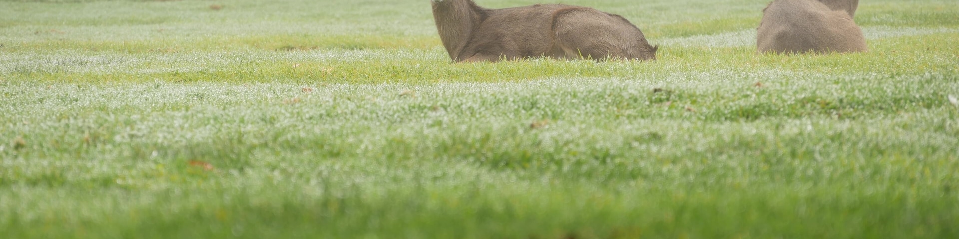 Two wild deers male with antlers and female grazing on green lawn in foggy weather. Couple or pair of animals on grass, Monterey wildlife, California nature, USA. Herbivore hoofed mammals with horns.