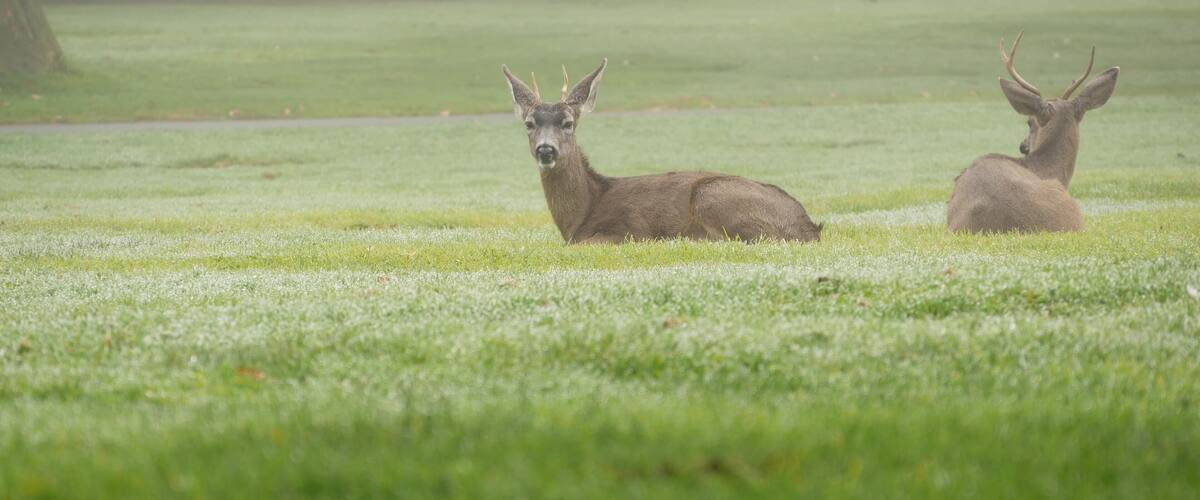 Two deer in a grassy field with a tree in the background.