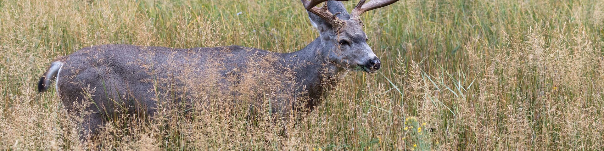 A deer with large antlers in a grassy field.