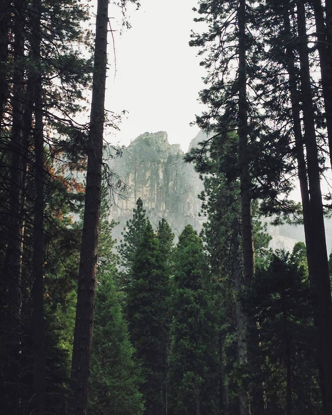 Amongst the tall trees there is even taller stone looming in the background, a wash of gray with a light white sky.
#nationalparks #mountains #hiking #yosemite