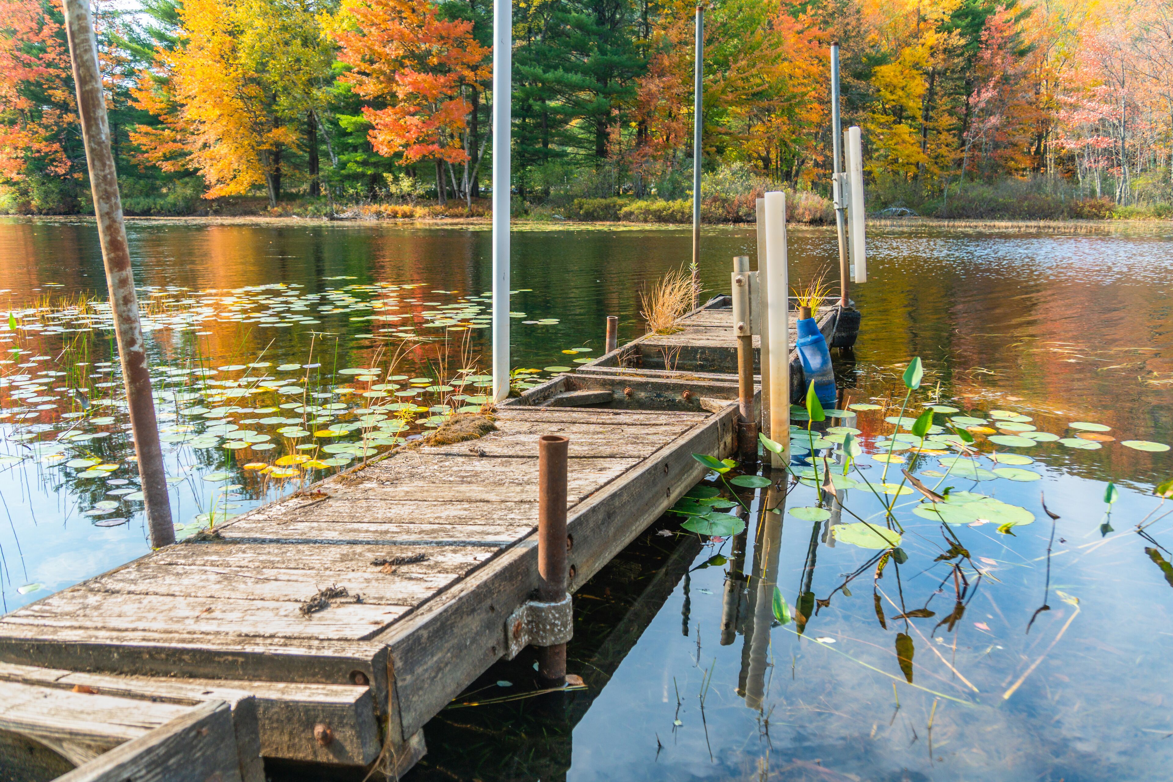 Fall foliage at the lake with lily pads and reflections in water at an abandoned, crooked, wooden dock, surrounded by a forest full of trees with colorful red, yellow, orange, brown and green leaves