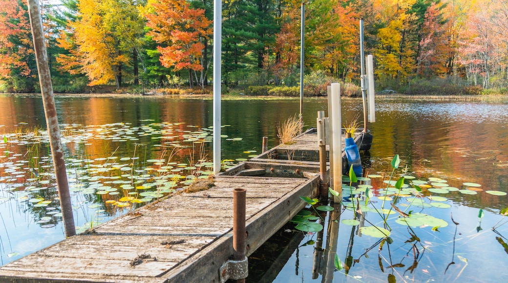 Fall foliage at the lake with lily pads and reflections in water at an abandoned, crooked, wooden dock, surrounded by a forest full of trees with colorful red, yellow, orange, brown and green leaves