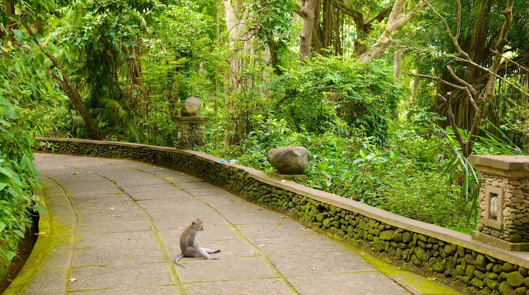 Ubud Monkey Forest showing cuddly or friendly animals, rainforest and a temple or place of worship