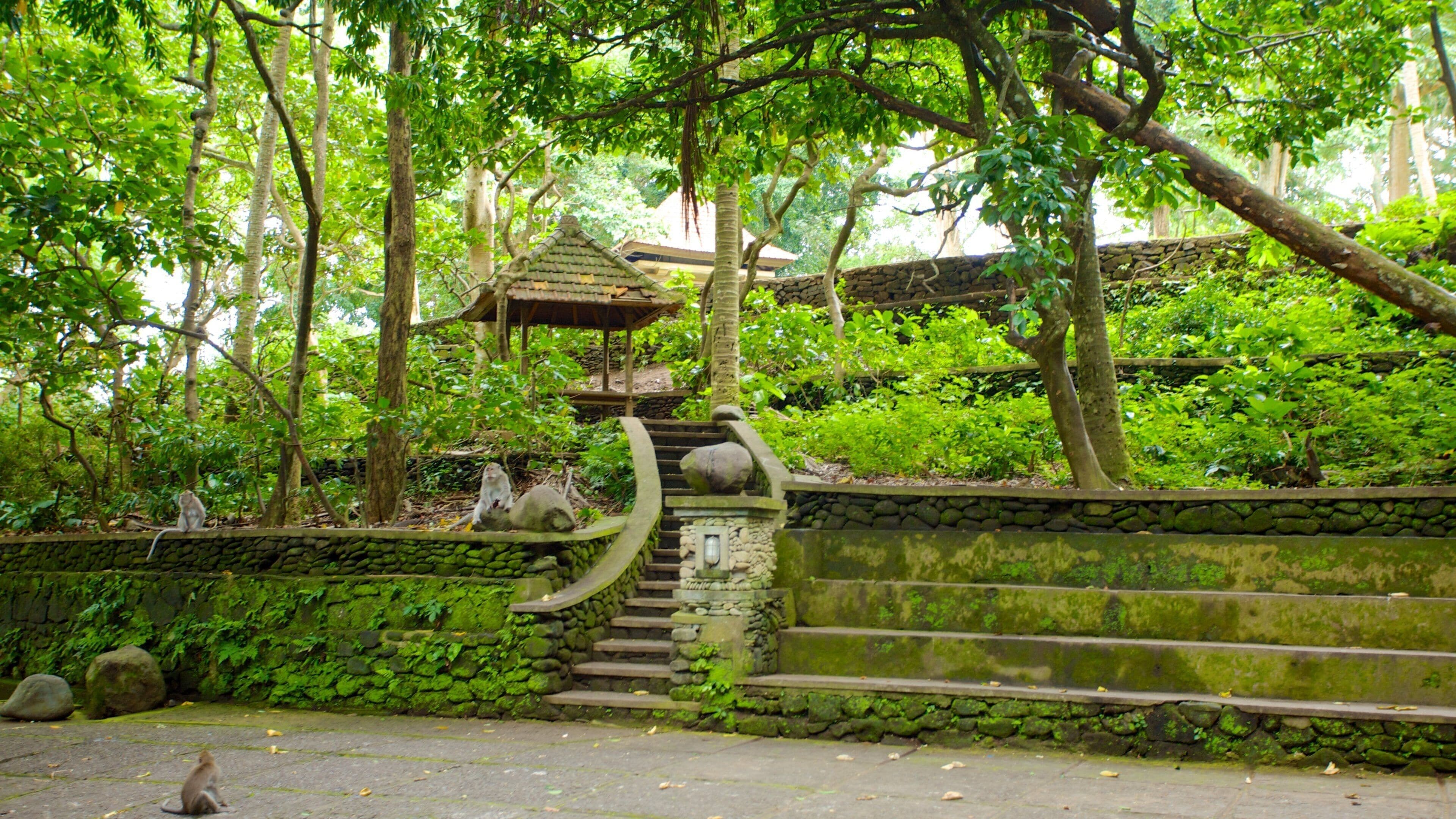 Ubud Monkey Forest showing a temple or place of worship and rainforest