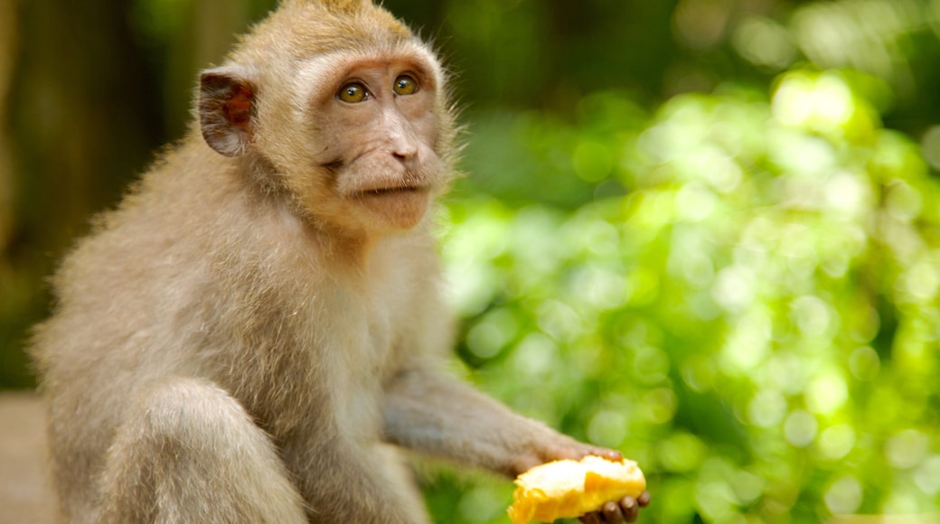 Ubud Monkey Forest featuring animals, zoo animals and cuddly or friendly animals