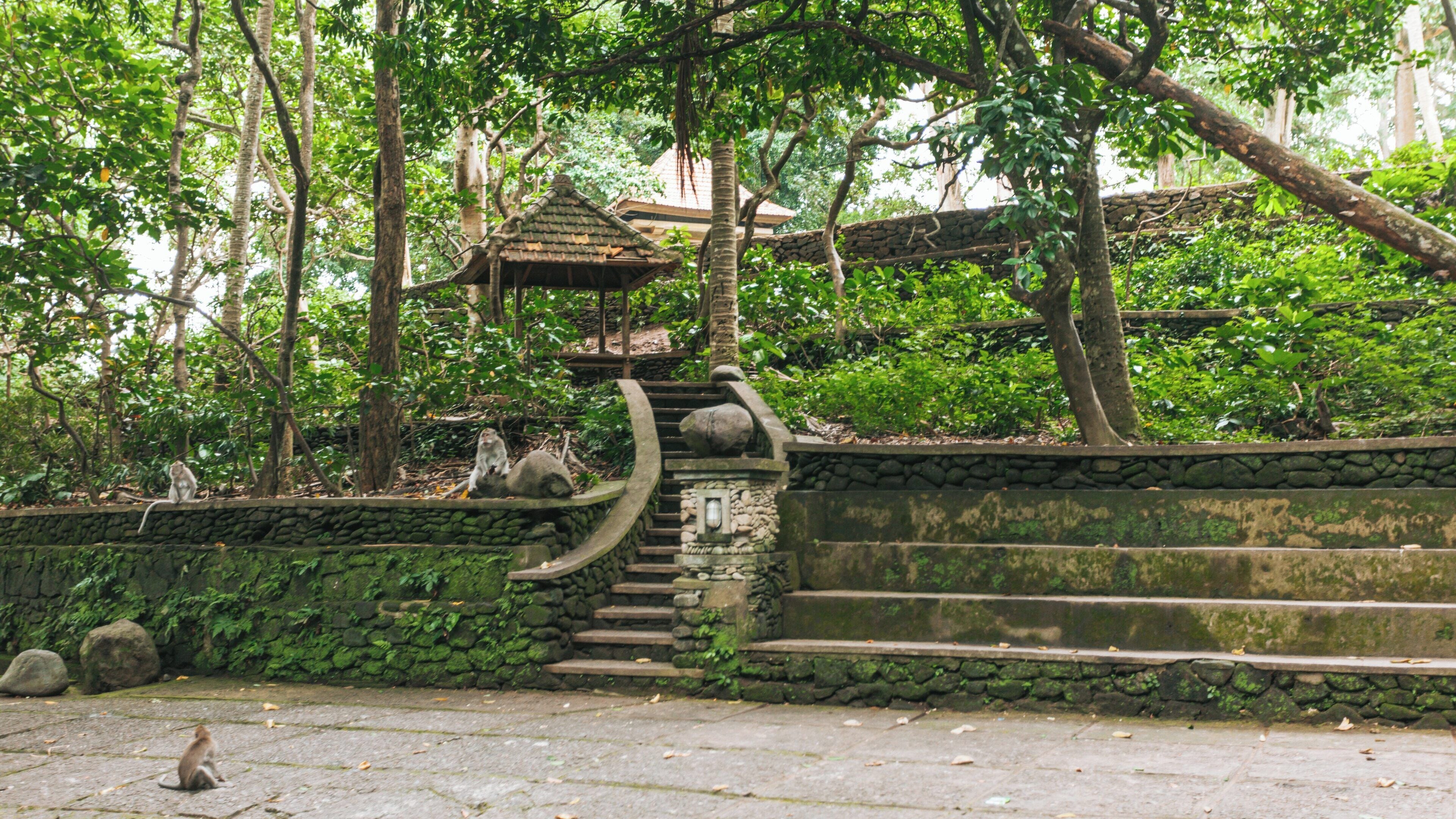 Explore the serene atmosphere of Ubud Monkey Forest in Bali, featuring lush greenery and stone pathways frequented by playful monkeys