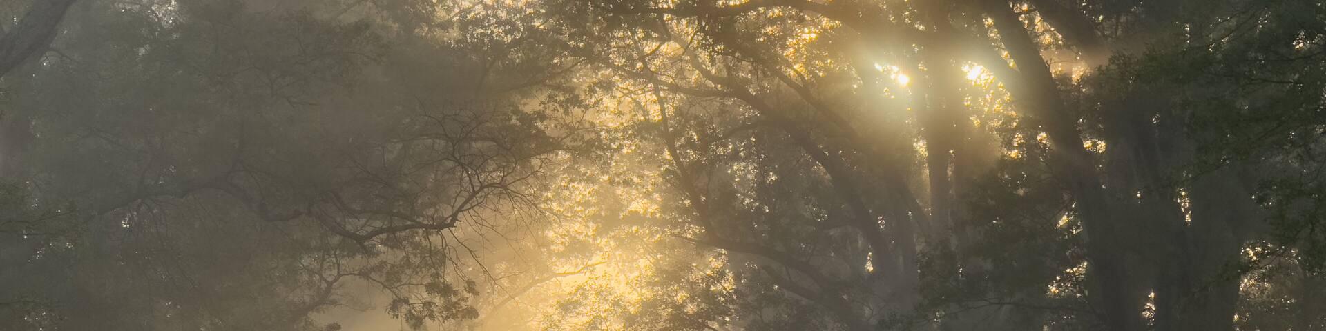 Mystical morning upstate New York. Image illustrate beauty of autumn mornings with sunlight shining through trees