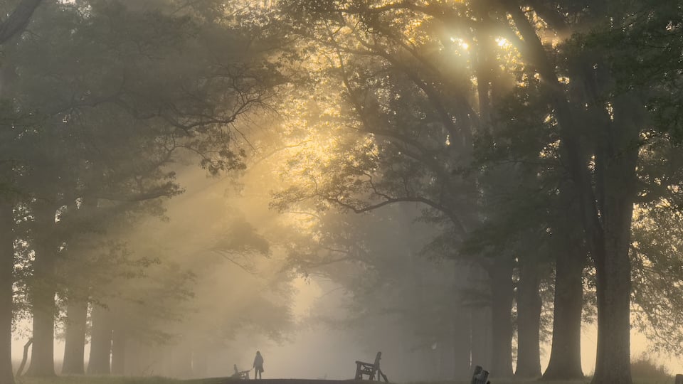 Mystical morning upstate New York. Image illustrate beauty of autumn mornings with sunlight shining through trees