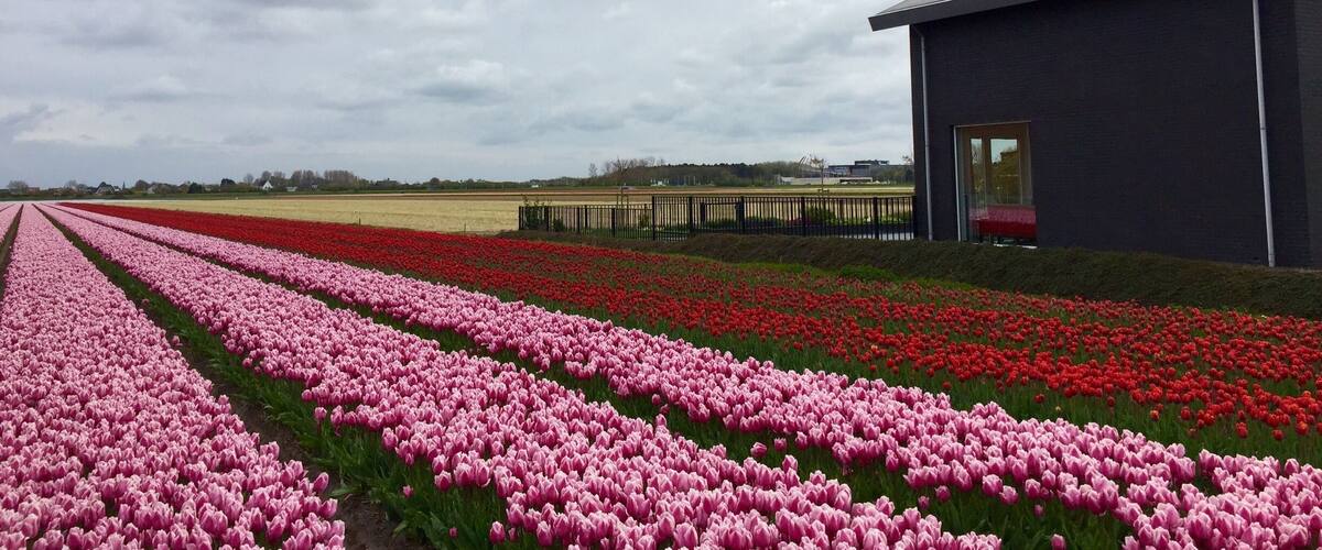 A tulip field with rows of pink and red flowers, a modern building, and a cloudy sky.