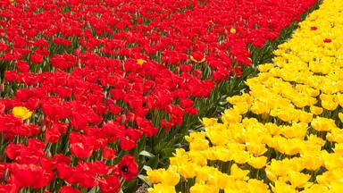 Un campo de tulipanes rojos y amarillos.