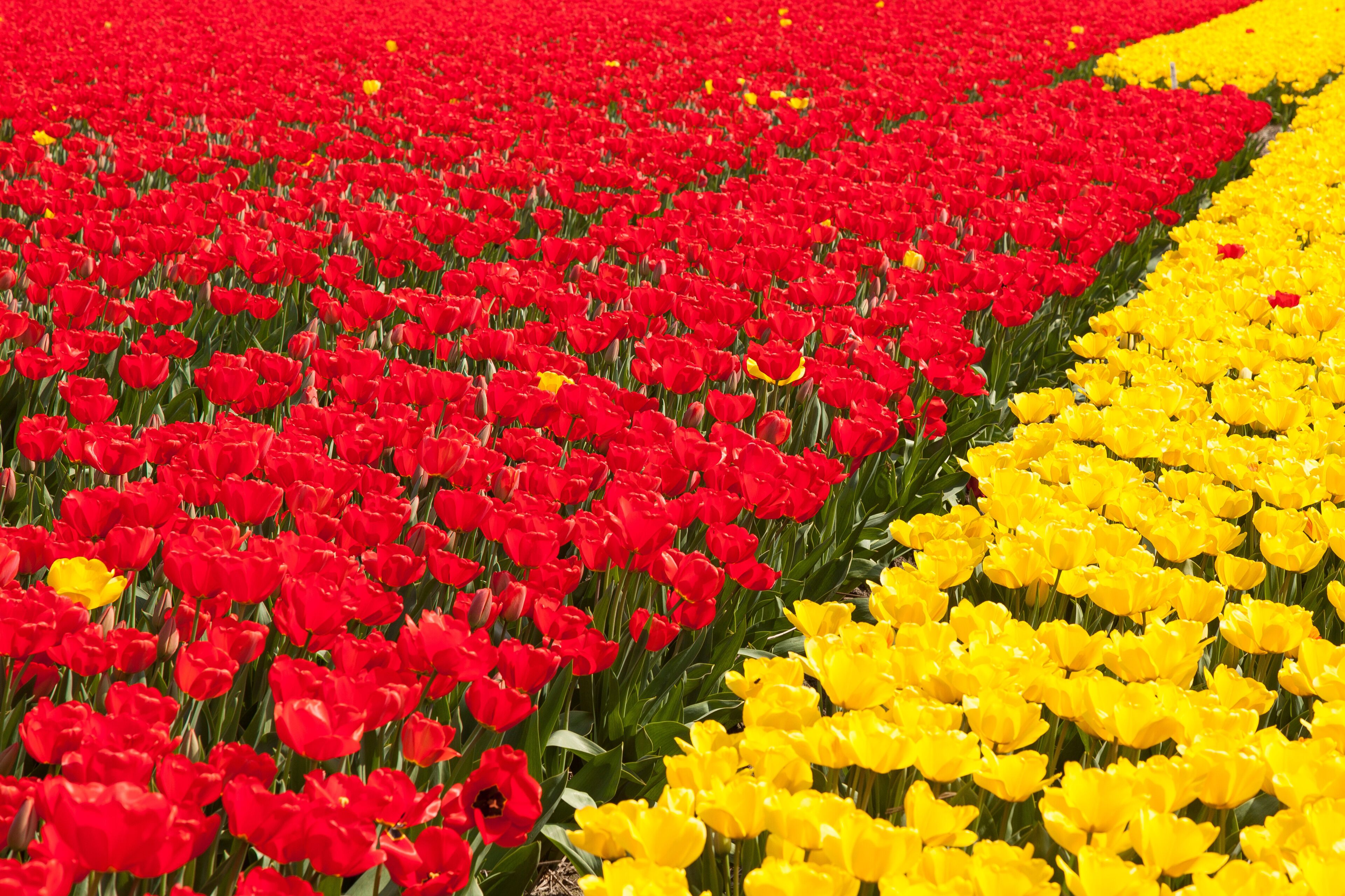 A field of red and yellow tulips.