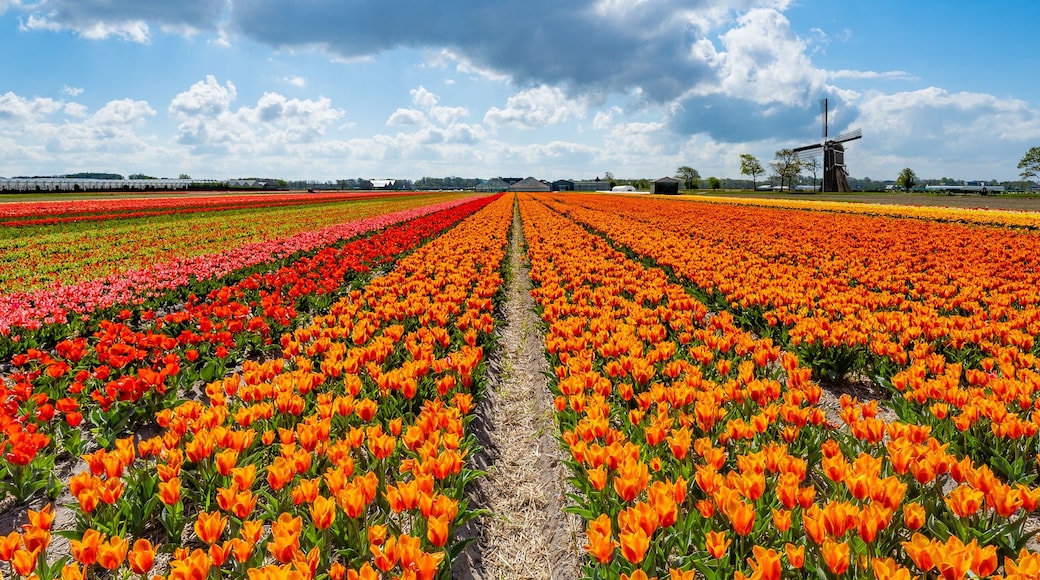 Panorama of landscape with blooming colorful tulip field, traditional dutch windmill and blue cloudy sky in Netherlands Holland , Europe - Tulips flowers background panoramic banner