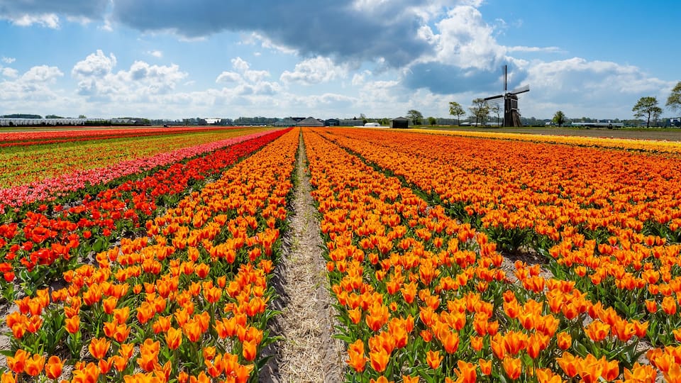 Panorama of landscape with blooming colorful tulip field, traditional dutch windmill and blue cloudy sky in Netherlands Holland , Europe - Tulips flowers background panoramic banner