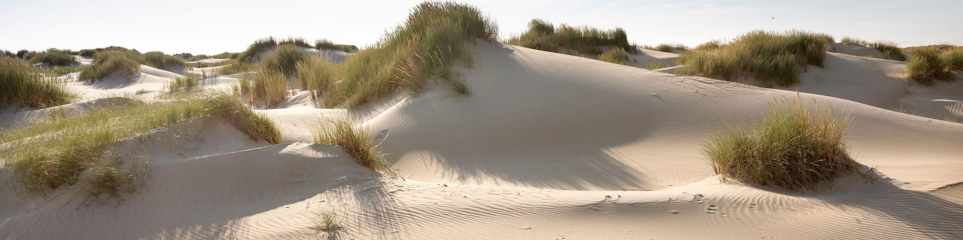dutch wadden islands have many deserted sand dunes uinder blue summer sky in the netherlands