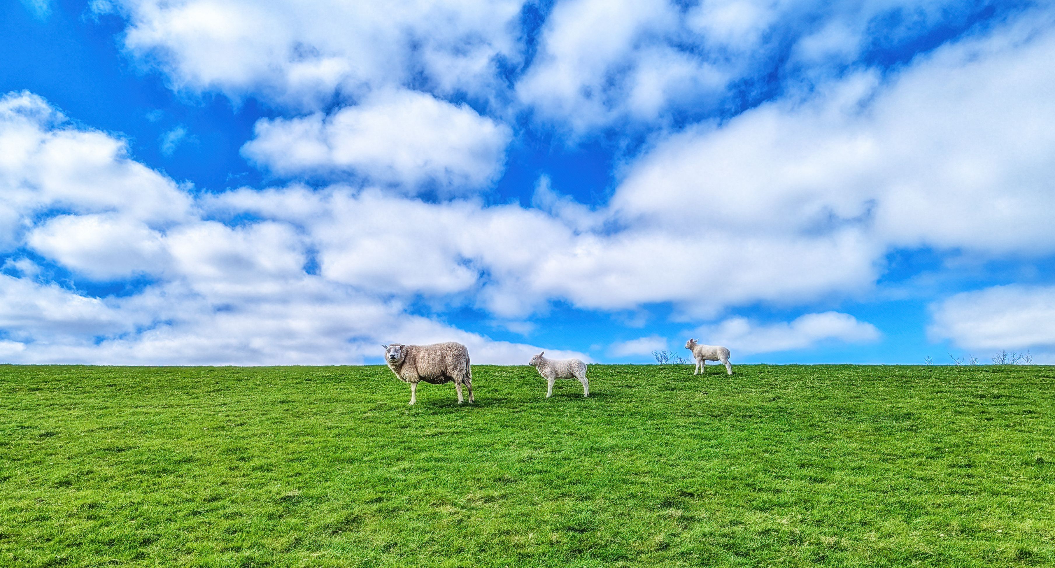 White sheep on green grass dyke or wall, against blue sky