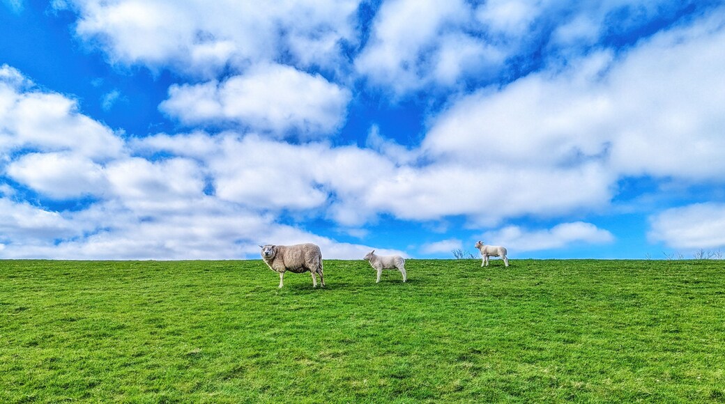 White sheep on green grass dyke or wall, against blue sky