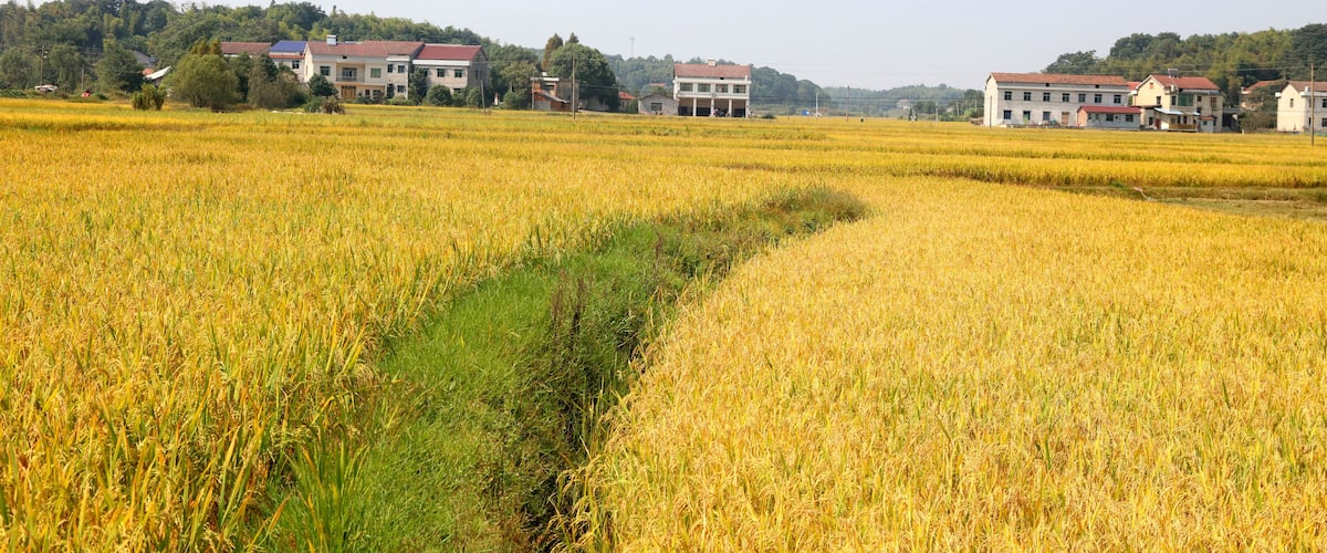 A golden wheat field with a path, surrounded by buildings and trees.