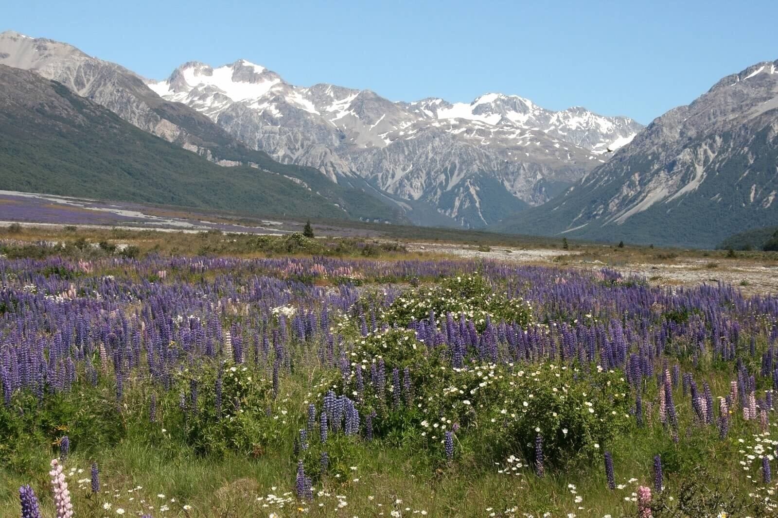 The views driving through Arthur's Pass are beautiful and the color and smell of the flowering lupines are amazing.
