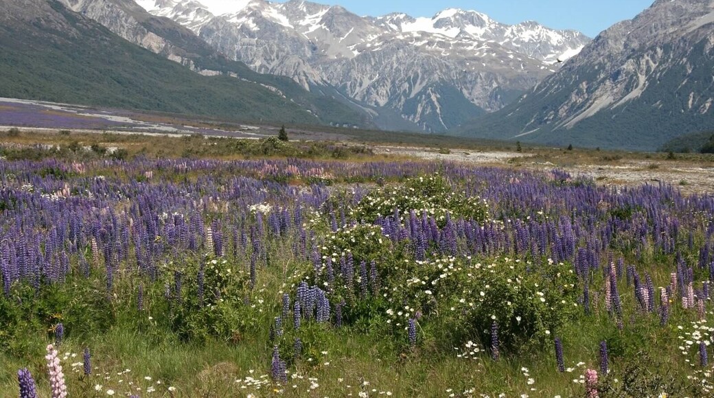 The views driving through Arthur's Pass are beautiful and the color and smell of the flowering lupines are amazing.