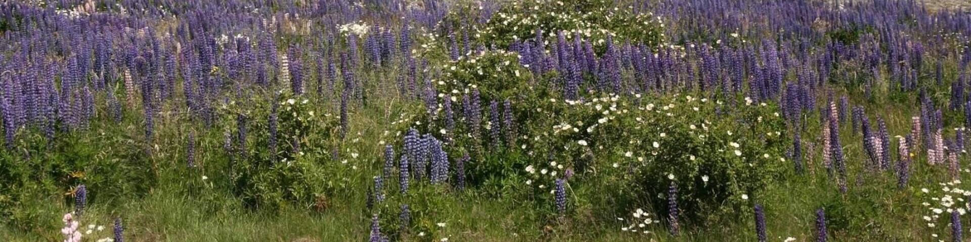 The views driving through Arthur's Pass are beautiful and the color and smell of the flowering lupines are amazing.