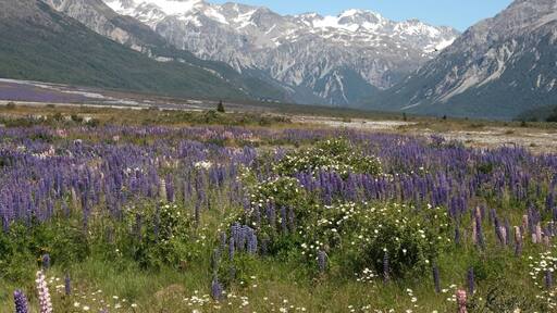 The views driving through Arthur's Pass are beautiful and the color and smell of the flowering lupines are amazing.