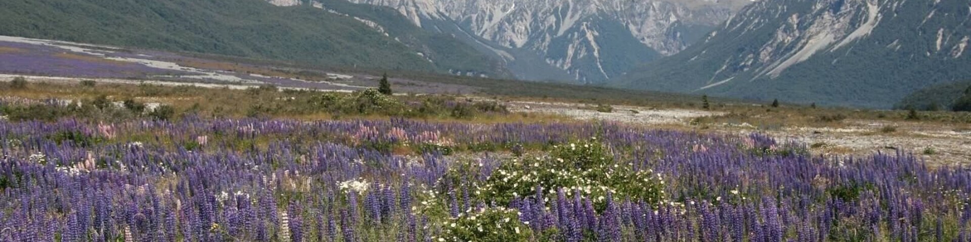 The views driving through Arthur's Pass are beautiful and the color and smell of the flowering lupines are amazing.