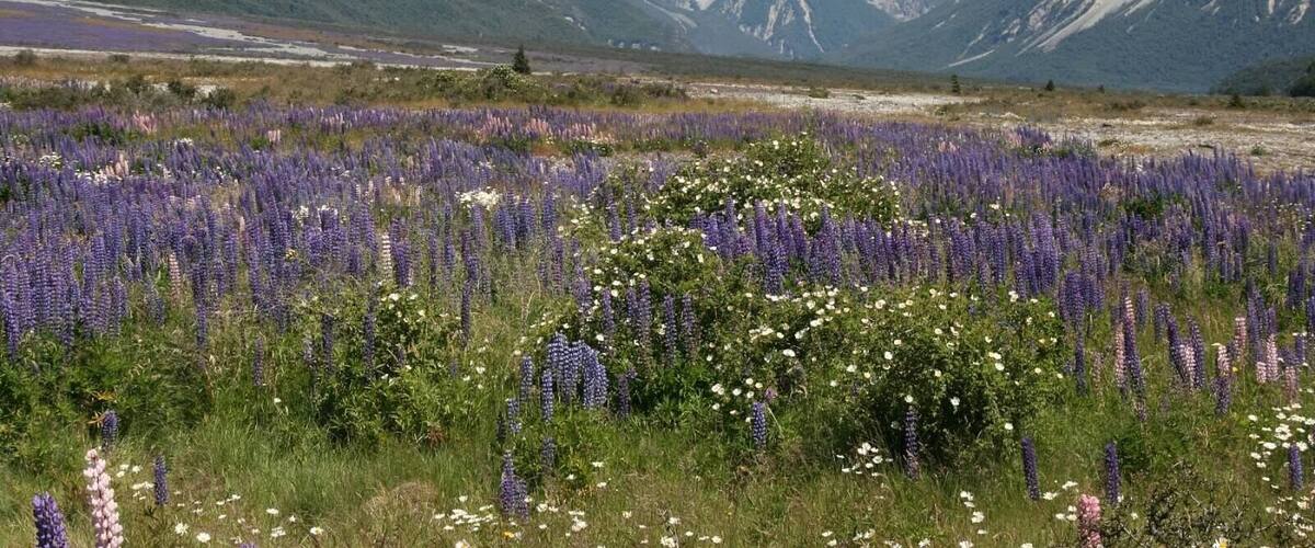 A field of purple lupines and white wildflowers with a mountain range in the background.