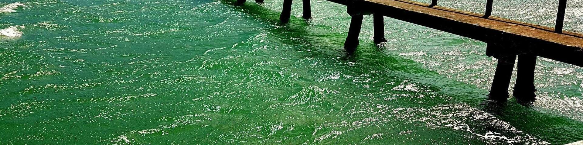 The bridge at Kauri point