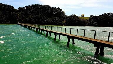 The bridge at Kauri point