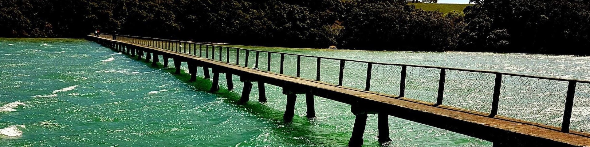 The bridge at Kauri point