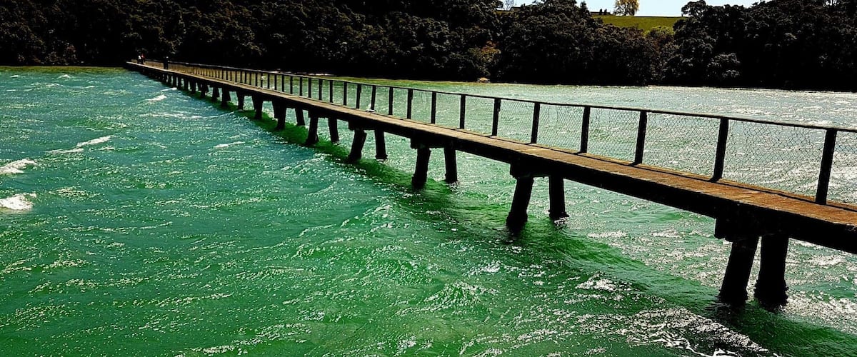 A wooden bridge over a river with greenish water, surrounded by dense trees and a clear sky.