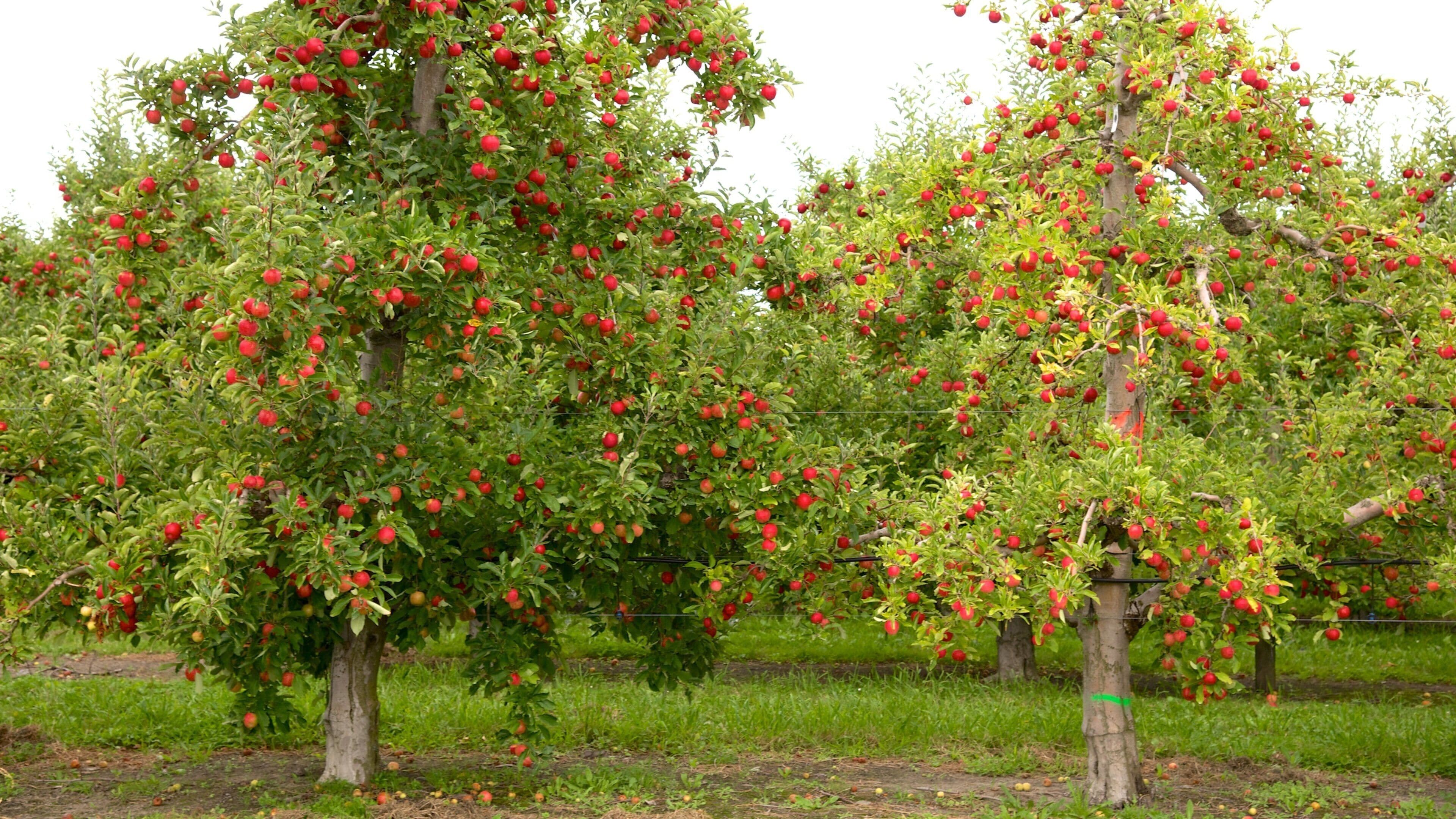 Havelock North ofreciendo tierras de cultivo