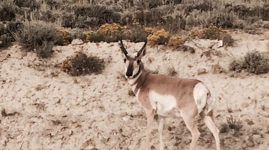 Standing on our lease road