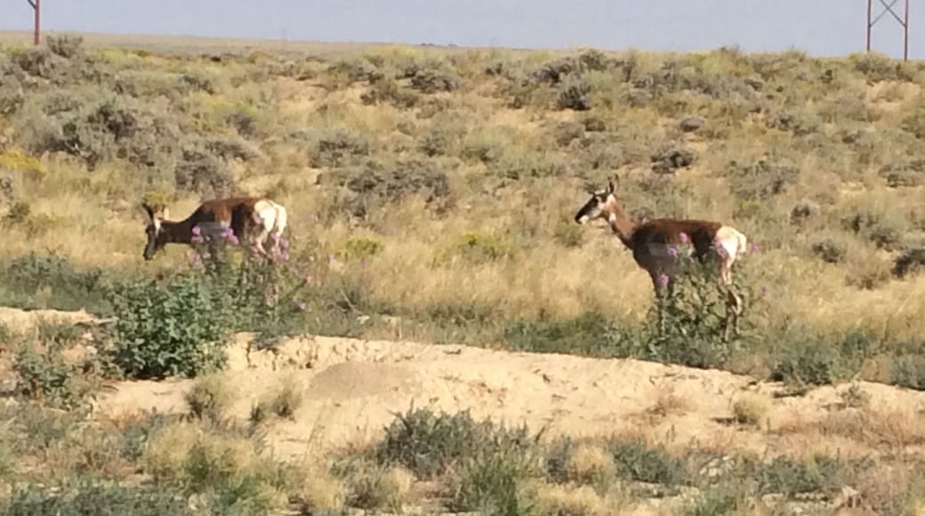 Prong horn antelope all over the place, in the middle of a large oil field
