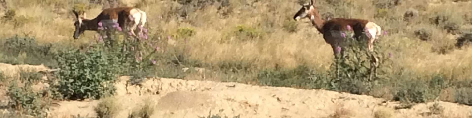 Prong horn antelope all over the place, in the middle of a large oil field