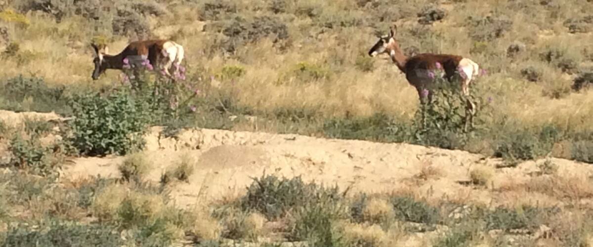 Two deer grazing in a dry, hilly landscape with sparse vegetation and power lines in the background.