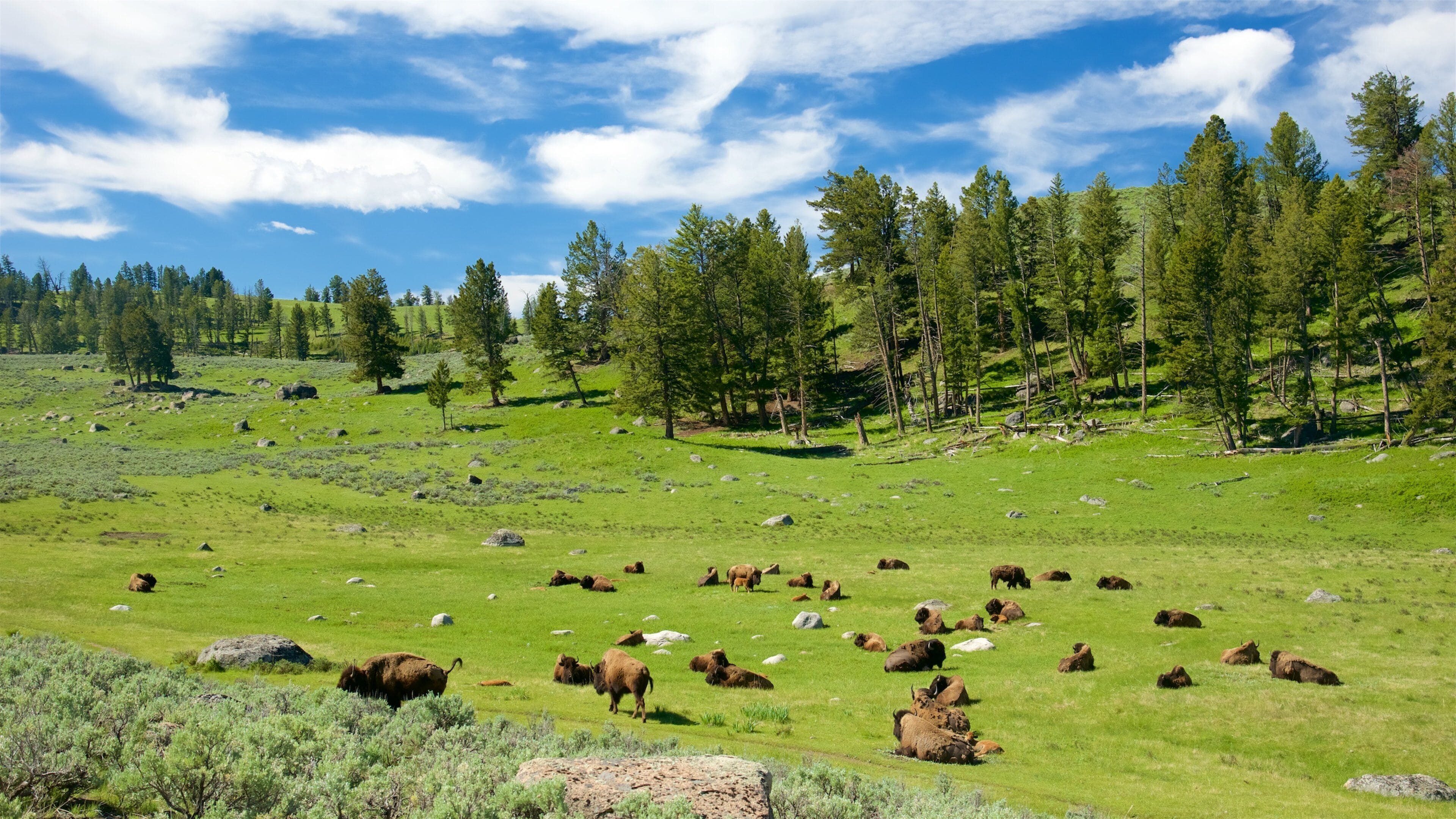 イエローストーン国立公園