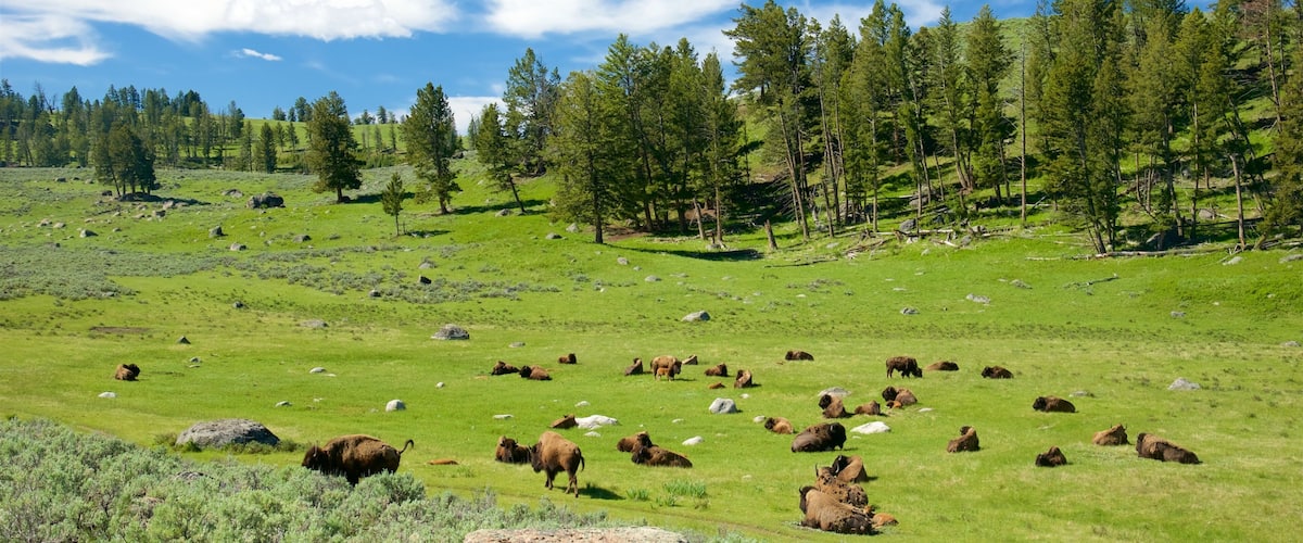 Yellowstone National Park