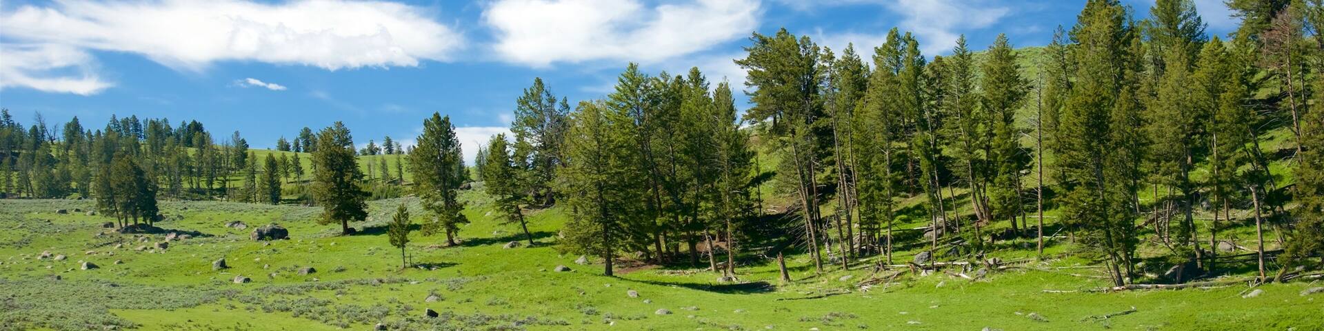 Yellowstone National Park som inkluderar landdjur och stillsam natur