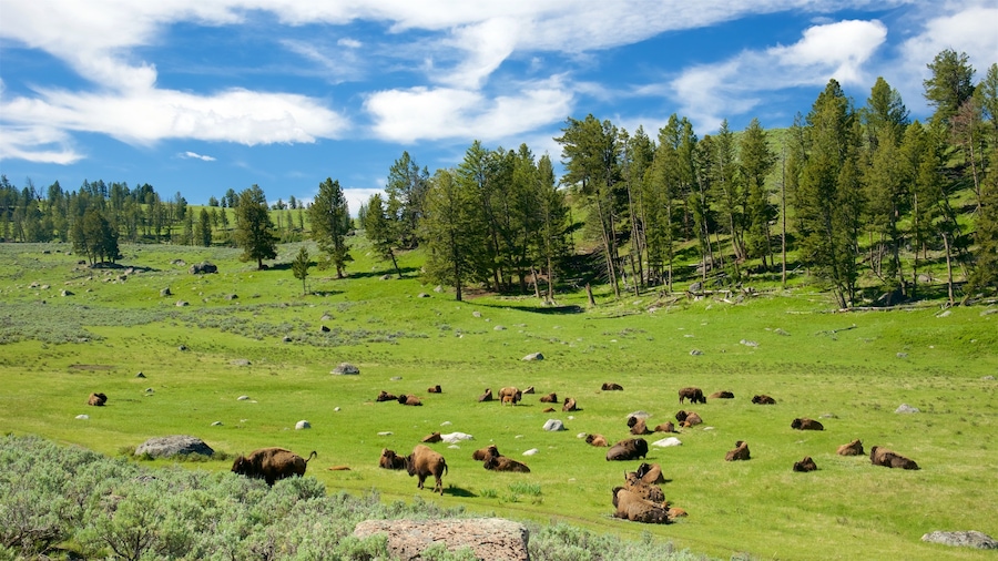 Yellowstone National Park featuring land animals and tranquil scenes