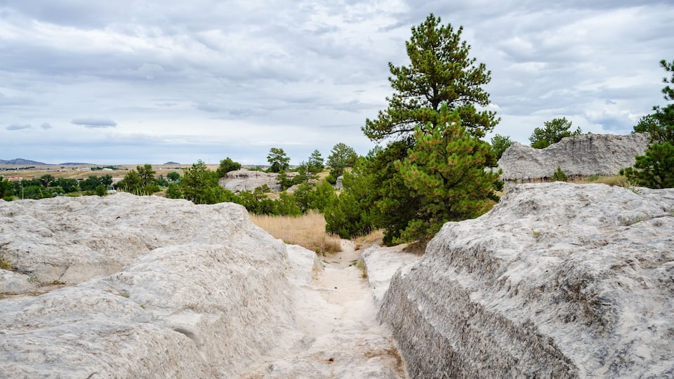A rocky path with pine trees, surrounded by a hilly landscape.